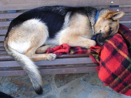 Deutscher Schäferhund Hunde Foto 29884 in höherer Auflösung ansehen Deutscher Schäferhund Gestorben am 02.03.06 (Lugenembolie)