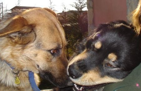 Deutscher Schäferhund Hunde Foto 29885 in höherer Auflösung ansehen Deutscher Schäferhund Gestorben am 02.03.06 (Lugenembolie)