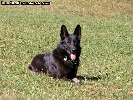 Deutscher Schäferhund Hunde Foto 6801 Deutscher Schäferhund Isetta vom Auenfels