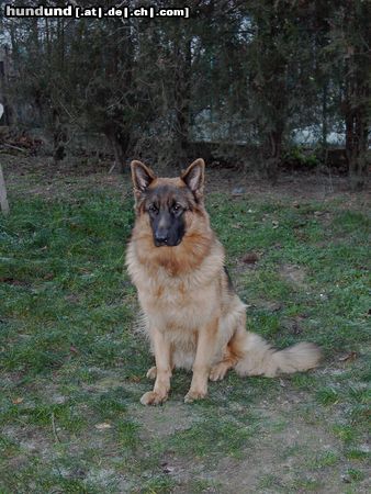 Deutscher Schäferhund Hunde Foto 7375 Deutscher Schäferhund ARKAN von der Schwarzen Lacke (18 Mon.)