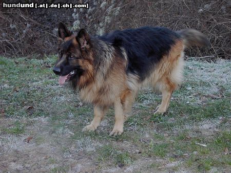 Deutscher Schäferhund Hunde Foto 7376 Deutscher Schäferhund NAZ vom Hawelkaweg (4 Jahre)