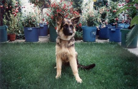 Deutscher Schäferhund Hunde Foto 2573 Deutscher Schäferhund Das ist SINDY der Hund von meinem Onkel.