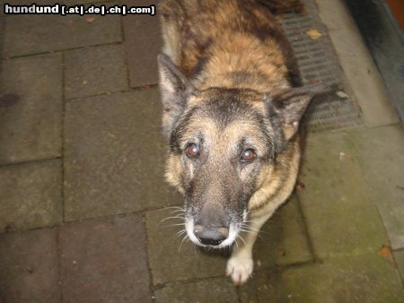 Deutscher Schäferhund Hunde Foto 7101 Deutscher Schäferhund Chesto (gestorben am 02.11.2003) 14,5 Jahre alt geworden... der liebste Hund den es gab.