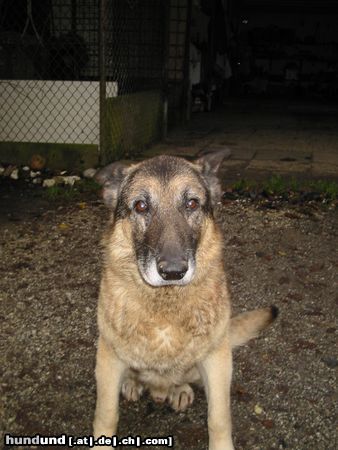 Deutscher Schäferhund Hunde Foto 7100 Deutscher Schäferhund Chesto (gestorben am 02.11.2003) 14,5 Jahre alt geworden... der liebste Hund den es gab.