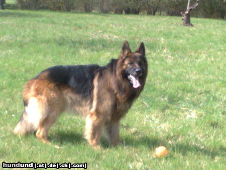 Deutscher Schäferhund Mein Hund Pasha :-)