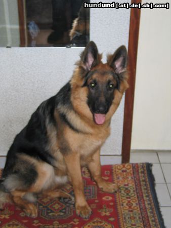 Deutscher Schäferhund Hunde Foto 9940 Deutscher Schäferhund Ares v. Macdiboia