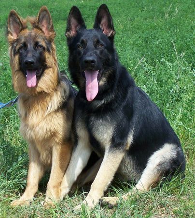 Deutscher Schäferhund Hunde Foto 38398 in höherer Auflösung ansehen Deutscher Schäferhund merlin und seine freundin