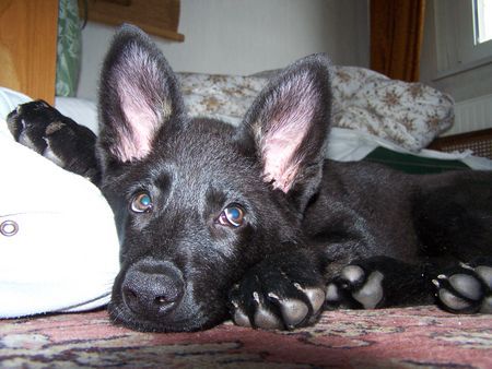 Deutscher Schäferhund Hunde Foto 31446 in höherer Auflösung ansehen Deutscher Schäferhund Akira von der Frankenhöhe; sie ist 8 Monate alt und ist einmalig durch ihre weiße Zeichnung an den Beinen