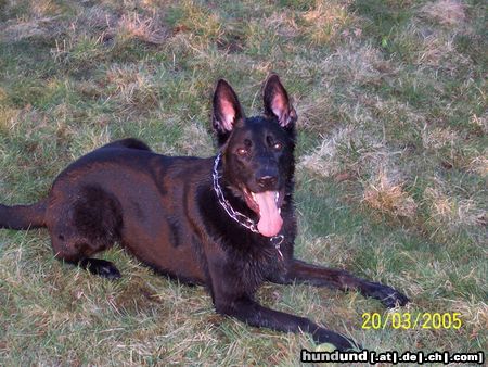 Deutscher Schäferhund Hunde Foto 19719 in höherer Auflösung ansehen Deutscher Schäferhund unser Rocco