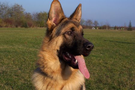 Deutscher Schäferhund Hunde Foto 27621 in höherer Auflösung ansehen Deutscher Schäferhund Wo ist nur mein Herrchen????