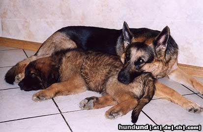 Deutscher Schäferhund Hunde Foto 5164 Deutscher Schäferhund Nora von der Lupa Lupis und Leobaby Askan vom Königstein