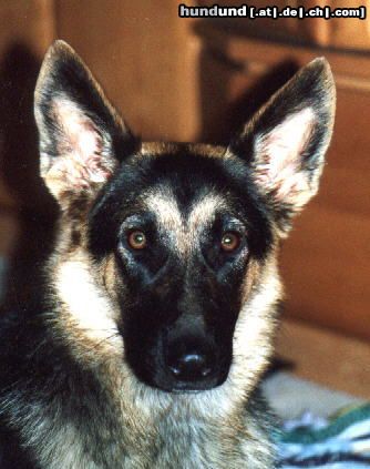 Deutscher Schäferhund Hunde Foto 5162 Deutscher Schäferhund Nora von der Lupa Lupis, 7 Monate