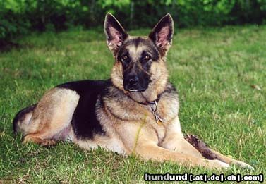 Deutscher Schäferhund Hunde Foto 5163 Deutscher Schäferhund Nora von der Lupa Lupis, ein Traum von einem Hund