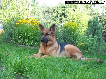 Deutscher Schäferhund Hunde Foto 16939 in höherer Auflösung ansehen Deutscher Schäferhund Neele oder auch Birte vom Altländer Hof!