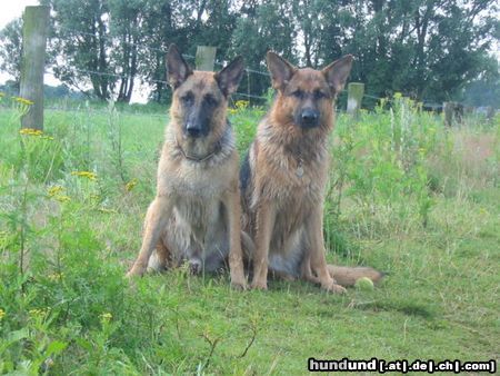 Deutscher Schäferhund Hunde Foto 16957 in höherer Auflösung ansehen Deutscher Schäferhund Neele und ihr Tommy!