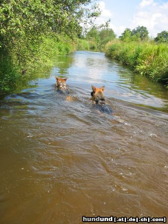 Deutscher Schäferhund Hunde Foto 16958 in höherer Auflösung ansehen Deutscher Schäferhund Schwimmen ist so toll!