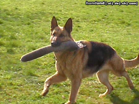 Deutscher Schäferhund Hunde Foto 19515 Deutscher Schäferhund Mascha v.d.Paderquellen