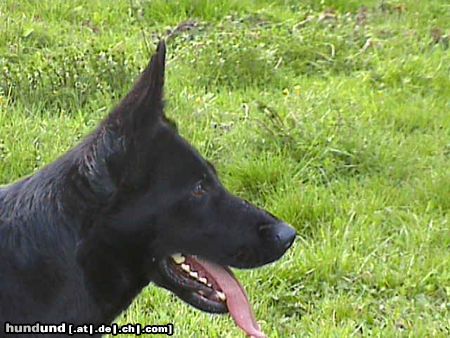 Deutscher Schäferhund Hunde Foto 19517 Deutscher Schäferhund Brandie v.d.Kranichteichen