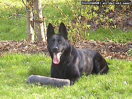 Deutscher Schäferhund Hunde Foto 19516 Deutscher Schäferhund Brandie v.d.Kranichteichen