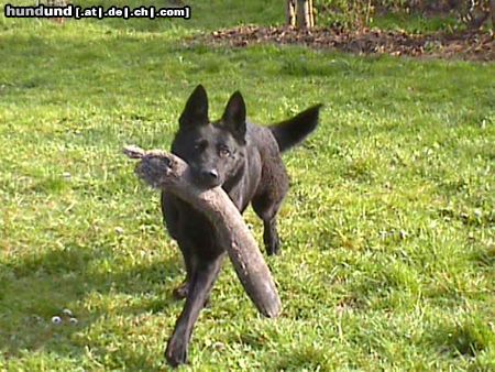 Deutscher Schäferhund Hunde Foto 13581 Deutscher Schäferhund Brandie v.d.Kranichteichen