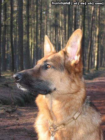 Deutscher Schäferhund Hunde Foto 17872 in höherer Auflösung ansehen Deutscher Schäferhund Nochmal Neele