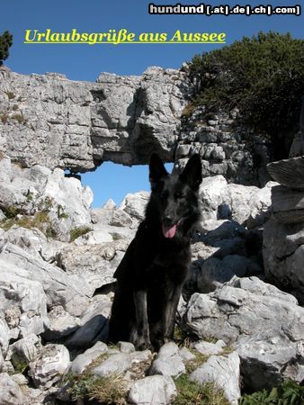 Deutscher Schäferhund Hunde Foto 6802 Deutscher Schäferhund Isetta vom Auenfels