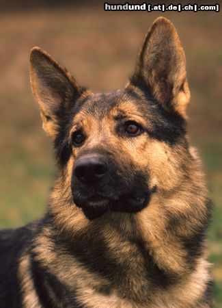 Deutscher Schäferhund Hunde Foto 8180 Deutscher Schäferhund DSH-Rüde