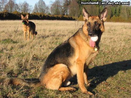 Deutscher Schäferhund Hunde Foto 16959 in höherer Auflösung ansehen Deutscher Schäferhund