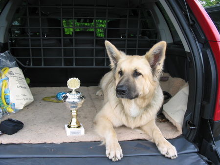 Deutscher Schäferhund Hunde Foto 32387 in höherer Auflösung ansehen Deutscher Schäferhund Der zweite Platz für den originelsten Mischling im Norden! (Neumünster)