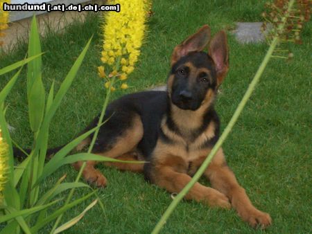 Deutscher Schäferhund Hunde Foto 22322 Deutscher Schäferhund Imo vom Schloss Schubert, 12 Wochen