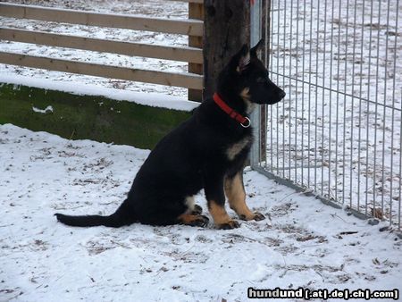 Deutscher Schäferhund Hunde Foto 3026 Deutscher Schäferhund Agila vom Domizil