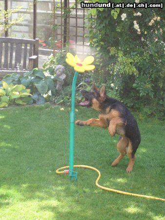 Deutscher Schäferhund Hunde Foto 22576 Deutscher Schäferhund Imo vom Schloss Schubert