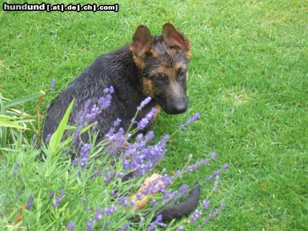 Deutscher Schäferhund Hunde Foto 22577 Deutscher Schäferhund Imo vom Schloss Schubert