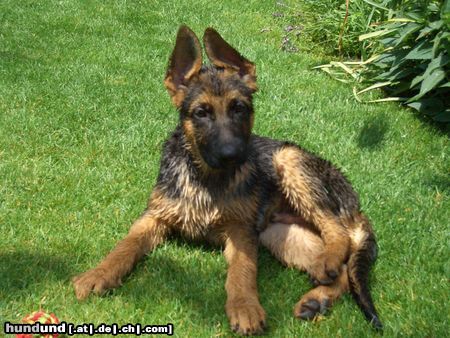 Deutscher Schäferhund Hunde Foto 22578 Deutscher Schäferhund Imo vom Schloss Schubert