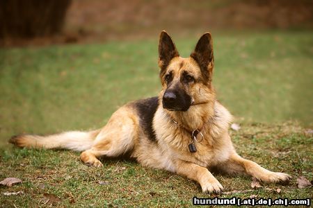 Deutscher Schäferhund Hunde Foto 8181 Deutscher Schäferhund Bessi