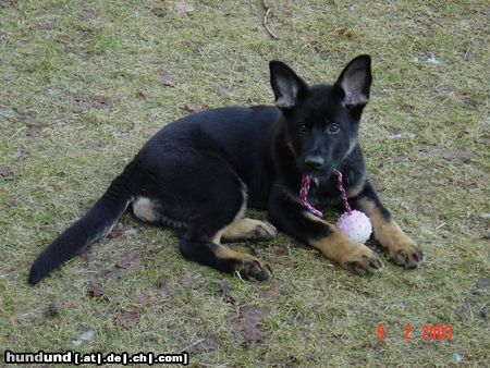 Deutscher Schäferhund Hunde Foto 7649 Deutscher Schäferhund Ayla v. Domizil