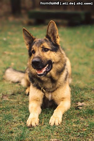 Deutscher Schäferhund Hunde Foto 8182 Deutscher Schäferhund DSH-Rüde