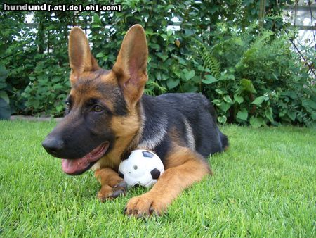 Deutscher Schäferhund Hunde Foto 23040 Deutscher Schäferhund Imo vom Schloss Schubert 4 Monate alt