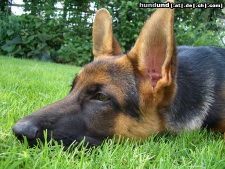 Deutscher Schäferhund Hunde Foto 23039 Deutscher Schäferhund Imo vom Schloss Schubert 4 Monate alt
