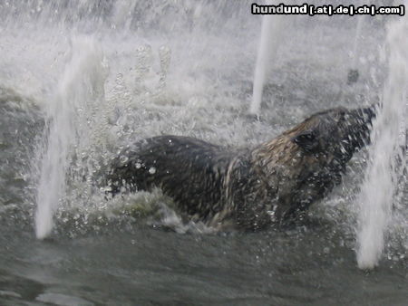 Deutscher Schäferhund Das macht Spaß