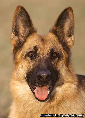 Deutscher Schäferhund Hunde Foto 8919 Deutscher Schäferhund Bessi