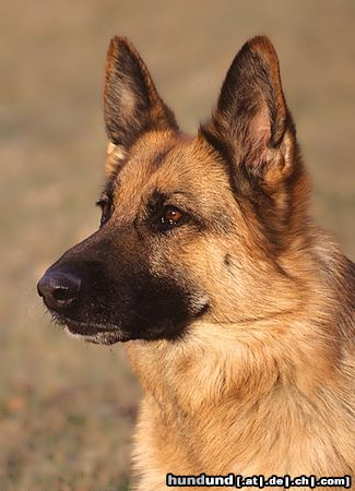 Deutscher Schäferhund Bessi