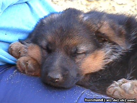 Deutscher Schäferhund Hunde Foto 3030 Deutscher Schäferhund Adina von den Germanen(5 Wo.)