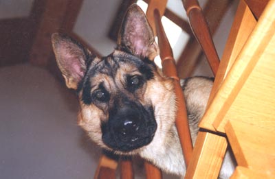 Deutscher Schäferhund Hunde Foto 409 Deutscher Schäferhund Arthos