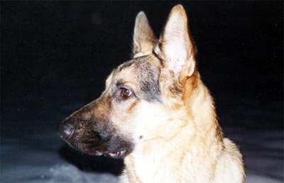 Deutscher Schäferhund Hunde Foto 410 Deutscher Schäferhund Arthos