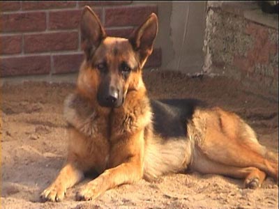 Deutscher Schäferhund Hunde Foto 441 Deutscher Schäferhund Eike