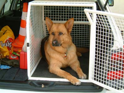 Deutscher Schäferhund Hunde Foto 567 Deutscher Schäferhund Militärpolizeihund