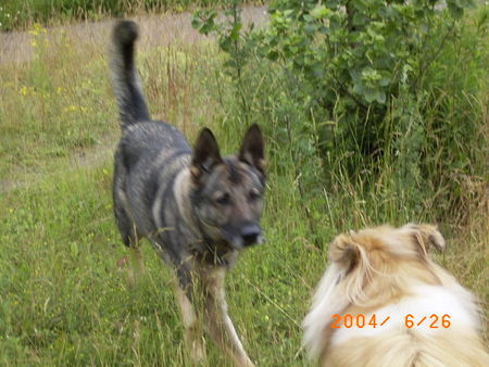 Deutscher Schäferhund Hunde Foto 30211 Deutscher Schäferhund Wer bist du denn?