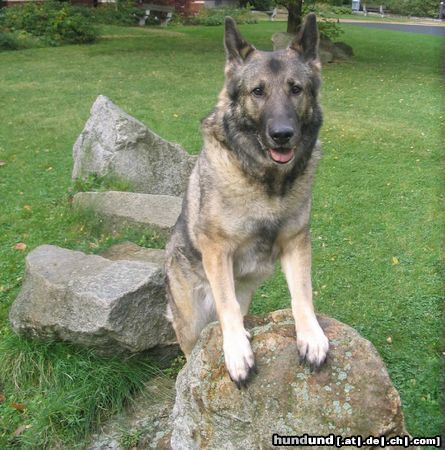 Deutscher Schäferhund Hunde Foto 46463 in höherer Auflösung ansehen Deutscher Schäferhund Das ist meine Bonnie