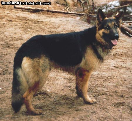 Deutscher Schäferhund Hunde Foto 14967 in höherer Auflösung ansehen Deutscher Schäferhund Charly von Löschknecht